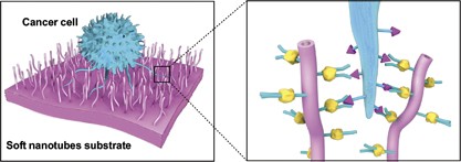 Bio-inspired soft polystyrene nanotube substrate for rapid and highly efficient breast cancer-cell capture