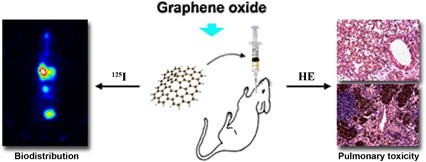 Biodistribution and pulmonary toxicity of intratracheally instilled graphene oxide in mice