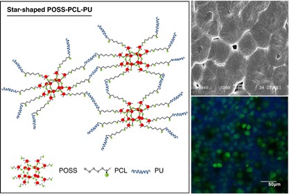 Star-shaped polyhedral oligomeric silsesquioxane-polycaprolactone-polyurethane as biomaterials for tissue engineering application