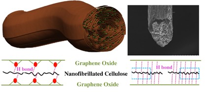 Hybridizing wood cellulose and graphene oxide toward high-performance fibers