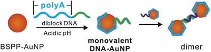 Clicking DNA to gold nanoparticles: poly-adenine-mediated formation of monovalent DNA-gold nanoparticle conjugates with nearly quantitative yield