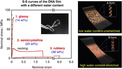 Green solid films with tunable mechanical properties made from deoxyribonucleic acid