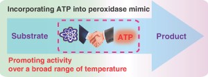 Incorporating ATP into biomimetic catalysts for realizing exceptional enzymatic performance over a broad temperature range