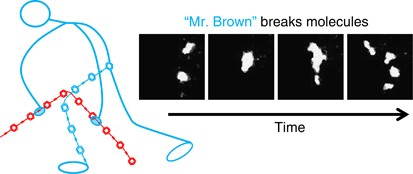 Watching two conjugated polymer chains breaking each other when colliding in solution