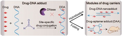 Nuclease-resistant synthetic drug-DNA adducts: programmable drug-DNA conjugation for targeted anticancer drug delivery