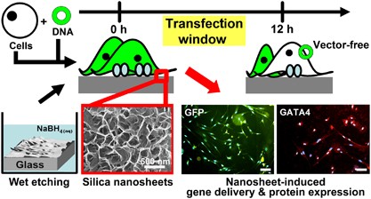 Nanosheet transfection: effective transfer of naked DNA on silica glass
