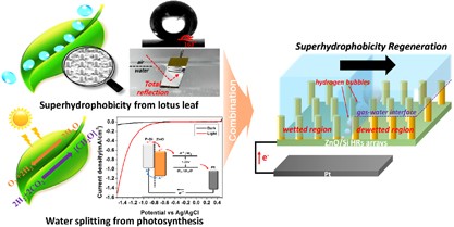Combining the lotus leaf effect with artificial photosynthesis: regeneration of underwater superhydrophobicity of hierarchical ZnO/Si surfaces by solar water splitting