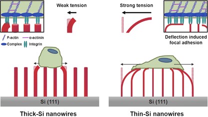 Deflection induced cellular focal adhesion and anisotropic growth on vertically aligned silicon nanowires with differing elasticity