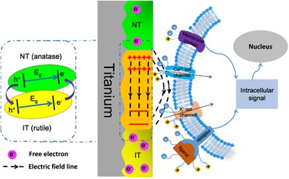 Built-in microscale electrostatic fields induced by anatase–rutile-phase transition in selective areas promote osteogenesis