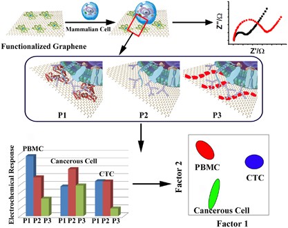 A graphene-based chemical nose/tongue approach for the identification of normal, cancerous and circulating tumor cells