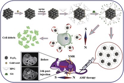 <i>In vivo</i> targeted therapy of gastric tumors via the mechanical rotation of a flower-like Fe<sub>3</sub>O<sub>4</sub>@Au nanoprobe under an alternating magnetic field