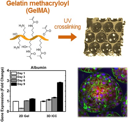Colloidal templating of highly ordered gelatin methacryloyl-based hydrogel platforms for three-dimensional tissue analogues