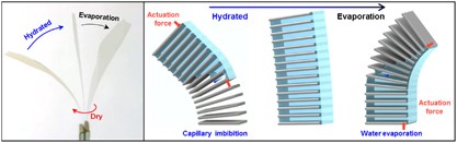 Hygromorphic actuator from a metal oxide film driven by a nano-capillary forest structure