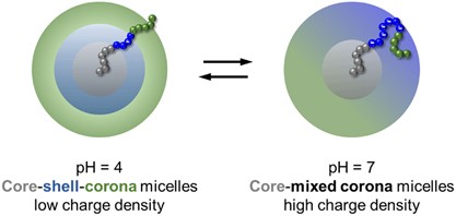 Cargo–carrier interactions significantly contribute to micellar conformation and biodistribution