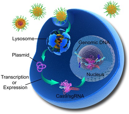 Lipid nanoparticle-mediated efficient delivery of CRISPR/Cas9 for tumor therapy