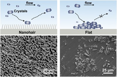 Bio-inspired superhydrophilic coatings with high anti-adhesion against mineral scales