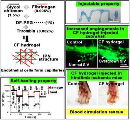A novel biodegradable self-healing hydrogel to induce blood capillary formation