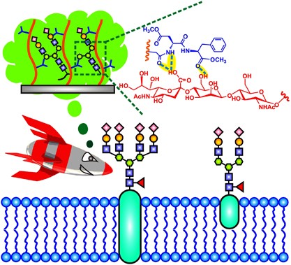 A biomimetic design for a sialylated, glycan-specific smart polymer