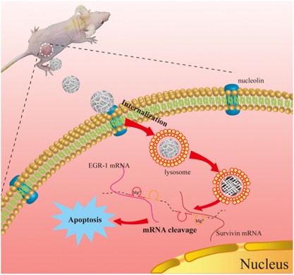 Biodegradable, multifunctional DNAzyme nanoflowers for enhanced cancer therapy
