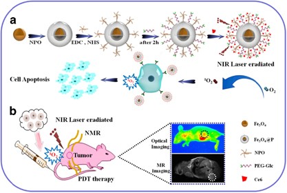 <i>In vivo</i> high-efficiency targeted photodynamic therapy of ultra-small Fe<sub>3</sub>O<sub>4</sub>@polymer-NPO/PEG-Glc@Ce6 nanoprobes based on small size effect