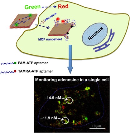 Lanthanide-based metal-organic framework nanosheets with unique fluorescence quenching properties for two-color intracellular adenosine imaging in living cells