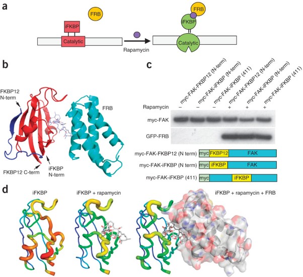 Engineered allosteric activation of kinases in living cells