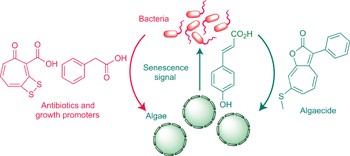 The Jekyll-and-Hyde chemistry of <i>Phaeobacter gallaeciensis</i>