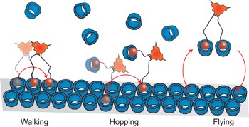 Gradient-driven motion of multivalent ligand molecules along a surface functionalized with multiple receptors