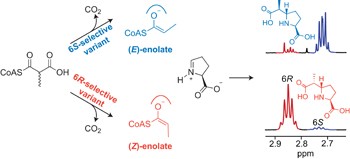 Stereoselective C–C bond formation catalysed by engineered carboxymethylproline synthases