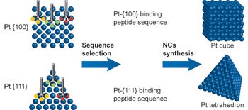 Platinum nanocrystals selectively shaped using facet-specific peptide sequences
