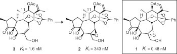 Gateway synthesis of daphnane congeners and their protein kinase C affinities and cell-growth activities