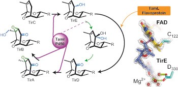 Tirandamycin biosynthesis is mediated by co-dependent oxidative enzymes