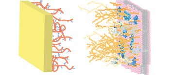 Exploring and exploiting chemistry at the cell surface