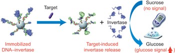 Using personal glucose meters and functional DNA sensors to quantify a variety of analytical targets