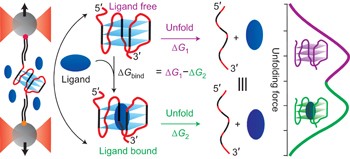 A single-molecule platform for investigation of interactions between G-quadruplexes and small-molecule ligands