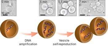 Self-reproduction of supramolecular giant vesicles combined with the amplification of encapsulated DNA