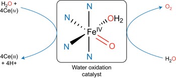Efficient water oxidation catalysts based on readily available iron coordination complexes