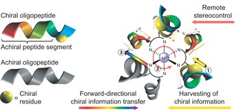 Chiral information harvesting in dendritic metallopeptides