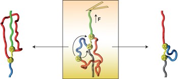 Direct observation of disulfide isomerization in a single protein