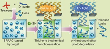 Cytocompatible click-based hydrogels with dynamically tunable properties through orthogonal photoconjugation and photocleavage reactions