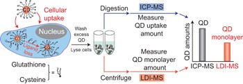 Stability of quantum dots in live cells