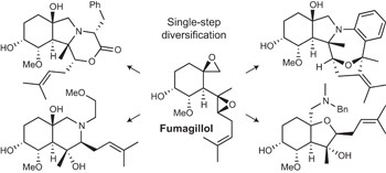 Remodelling of the natural product fumagillol employing a reaction discovery approach