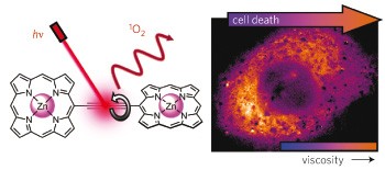 Imaging intracellular viscosity of a single cell during photoinduced cell death