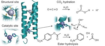 Hydrolytic catalysis and structural stabilization in a designed metalloprotein