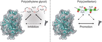 Poly(zwitterionic)protein conjugates offer increased stability without sacrificing binding affinity or bioactivity