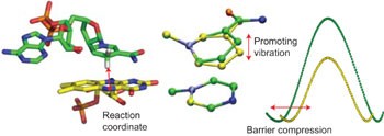 Good vibrations in enzyme-catalysed reactions