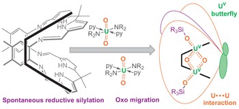 Strongly coupled binuclear uranium–oxo complexes from uranyl oxo rearrangement and reductive silylation