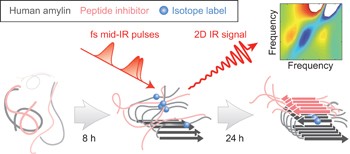 Two-dimensional infrared spectroscopy reveals the complex behaviour of an amyloid fibril inhibitor