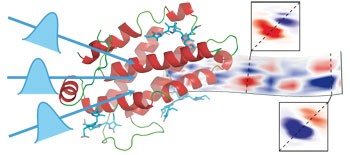 Electronic coherence lineshapes reveal hidden excitonic correlations in photosynthetic light harvesting