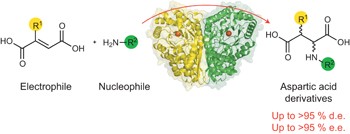 Engineering methylaspartate ammonia lyase for the asymmetric synthesis of unnatural amino acids